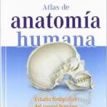 anatomia